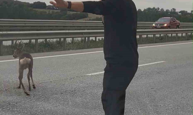 Kritik Açıklama: Samsun-Ankara kara yolunda yaralı geyiği gören aile aracını durdurup yardım etti | İşte Tüm A