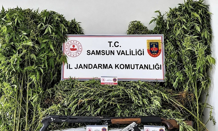 Kritik Açıklama: Samsun Salıpazarı'nda 756 kök kenevir ele geçirildi, 2 şüpheli yakalanarak gözaltına sevk edi