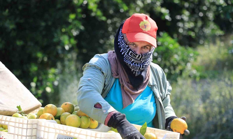 Kritik Açıklama: Savaş nedeniyle ihraç edilemeyen mandalina Adana'da dalında 3 liraya kadar geriledi | İşte Tü