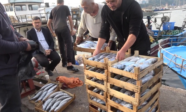 Kritik Açıklama: Şile'de palamut bolluğu yaşanıyor, kasası 600 liradan alıcı buluyor: Gelişmeler Takip Ediliyo
