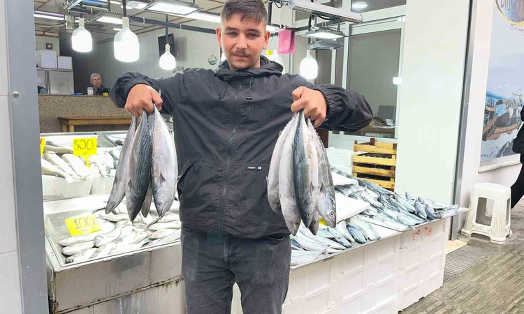 Kritik Açıklama: Sinop'ta balık sezonuyla palamut fiyatı 50 liraya kadar geriledi: Gelişmeler Takip Ediliyor