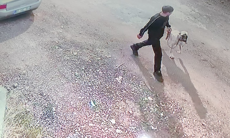 Kritik Açıklama: Siverek'te Kangal cinsi köpeği iki kişi çaldı, o an kameraya yansıdı - Son Dakika Bilgileri