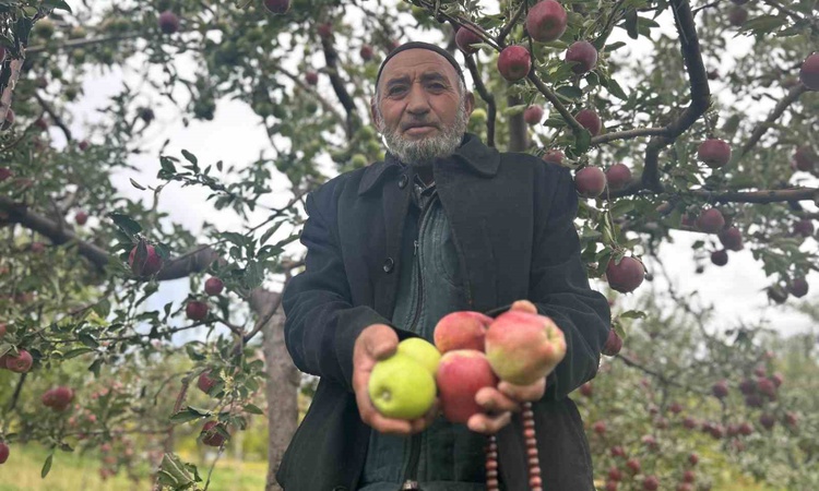 Kritik Açıklama: Van Edremit'te 75 yaşındaki Hasan Yurtbay, tek ağaçta iki renkte elma yetiştirdi: Gelişmeler