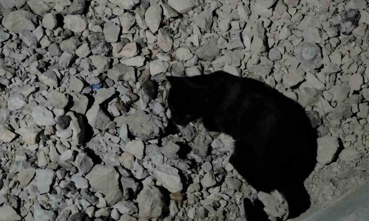 Kritik Açıklama: Van Gölü sahilinde kedi, yakaladığı fareyle yaklaşık iki saat oynadı - Son Dakika Bilgileri