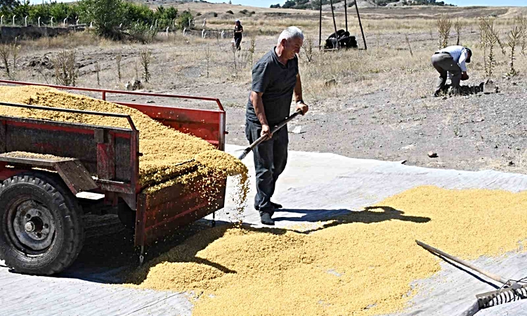 Kritik Açıklama: Yozgat'ta Uğurlu çifti, 1985'ten bu yana geleneksel yöntemlerle bulgur üretiyor: Gelişmeler T