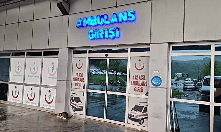 Kritik Açıklama: Zonguldak Alaplı'da ağaçtan düşen kişi ve merdiveni tutan kişi yaralandı - Son Dakika Bilgile