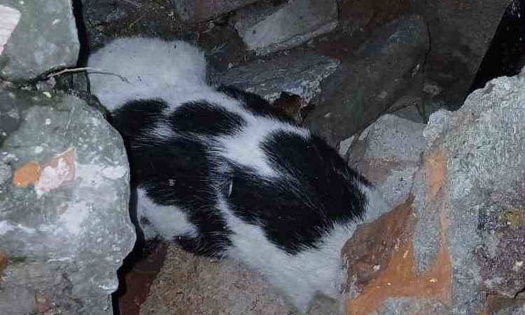 Kritik Açıklama: Zonguldak'ta 6 gün sonra enkazdan çıkarılan yaralı kedi barınağa teslim edildi: Gelişmeler Ta