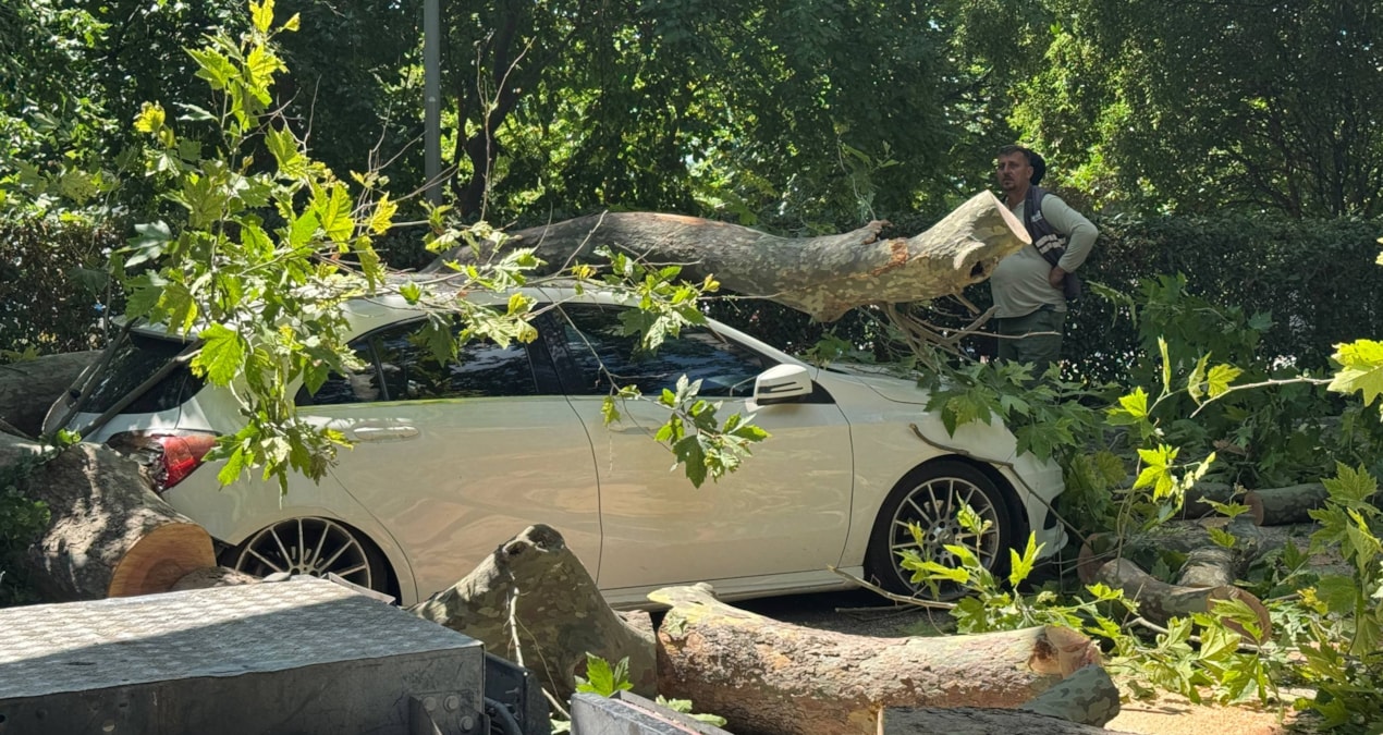 The car was damaged due to a fallen tree in Küçükçekmece - Latest News