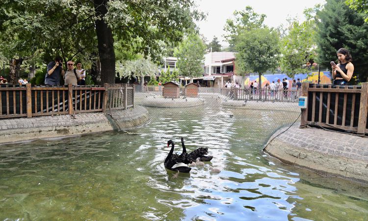 Kuğulu Park’ta 4 yeni yavru kuğu dünyaya geldi - Son Dakika ve Merak Edilenler