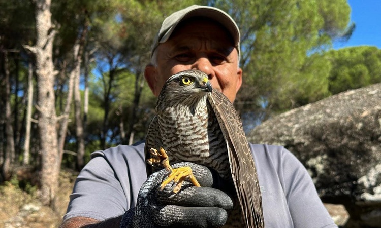 Kuşadası'nda cam çarpan atmaca ile siteye giren sansar yeniden doğaya salındı | İşte Tüm Ayrıntılar