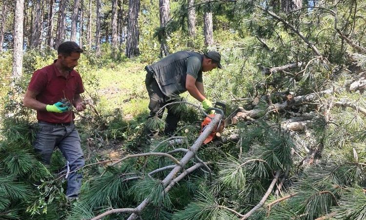 Good news of the "Year of Abundant Seeds" for larch forests in Kütahya - News