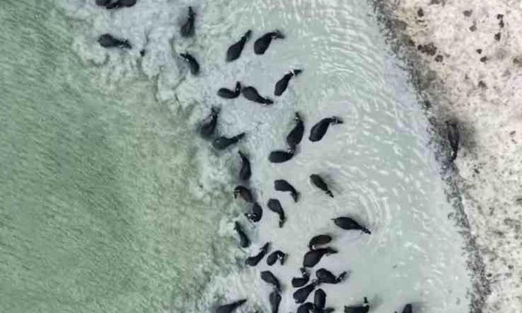 This is how the cool break of water buffalos in Kütahya was seen from the air - Breaking News