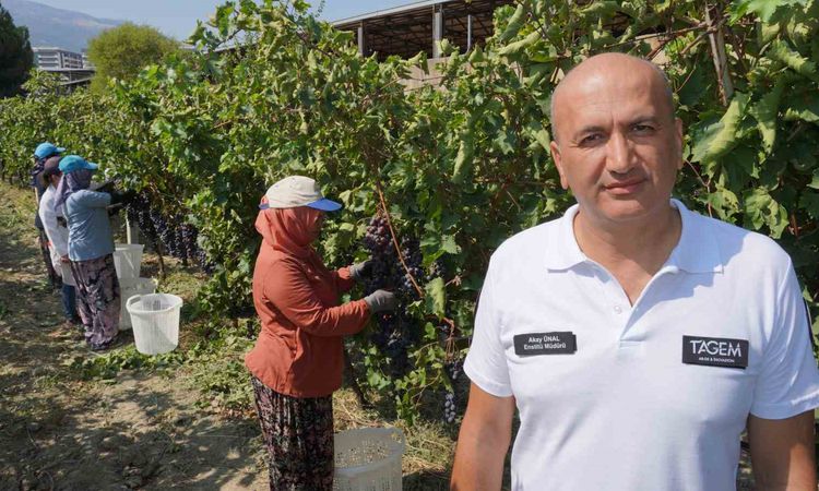 Manisa’dan dünyaya üzüm ihracatı resmen start aldı - Haberleri | İşte Tüm Ayrıntılar