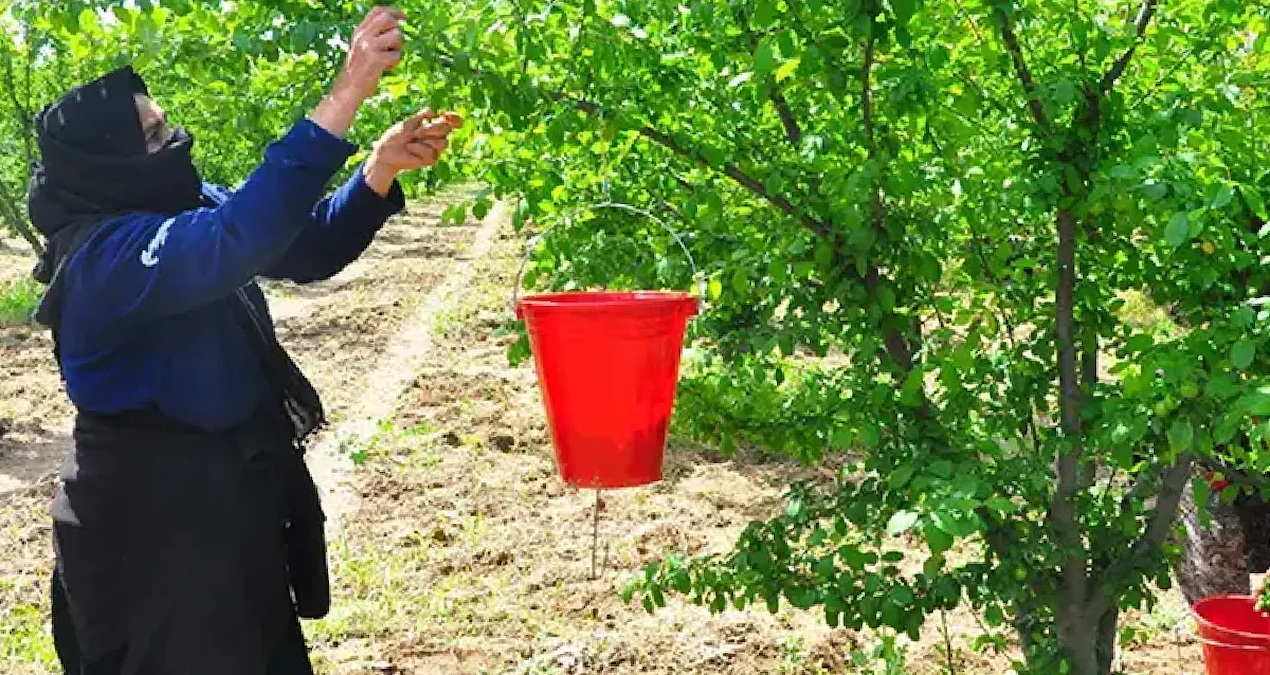 Kritik Açıklama: Manisa'da duyulmamış hasat: 81 ile gönderiliyor, kilosu 100 lira - En Son Haber - Son Dakika