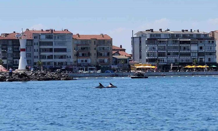 Surprise guests of Marmara: Two dolphins were spotted next to the boat - Last Minute