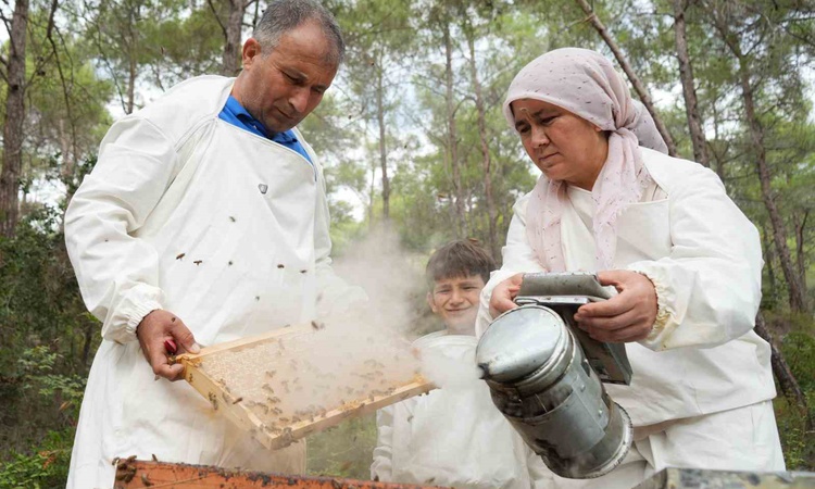 Mersinli arıcılar Muğla, Ege ve Akdeniz'de çam balı sağımına resmen start aldı