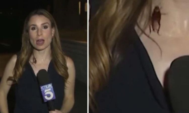 The reporter's coolness was astounding! He didn't care about the cockroach - Last Minute