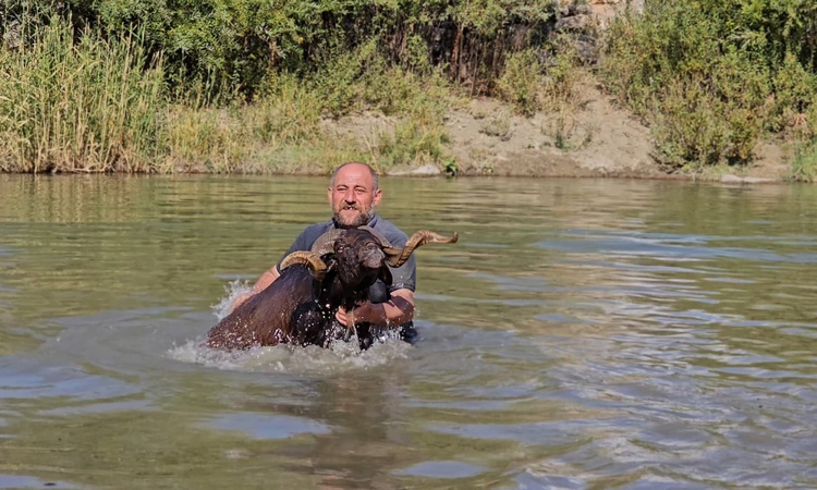 Muş Hasköy'de besici Erkan Türe, koyunlarını Karasu Nehri'nde kışa hazırlıyor ve Merak Edilenler