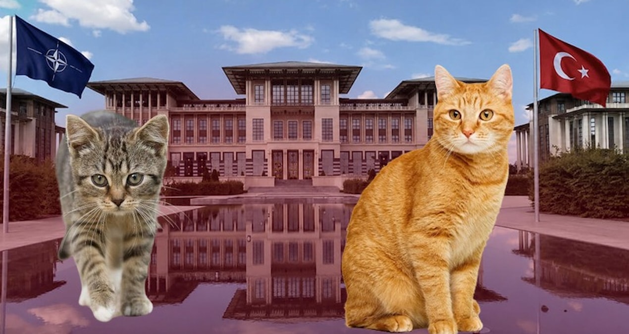 NATO's security barrier did not work on Türkiye's cats - Last Minute
