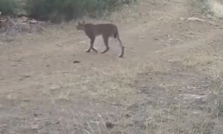 Nesli tükenme tehlikesi altındaki vaşak, Çankırı'da fotokapana yakalandı ve Merak Edilenler