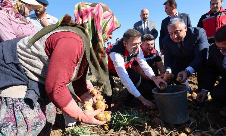 Niğde Konaklı'da yerli patates hasadında dekara 4,5-5 ton verim elde edildi | İşte Tüm Ayrıntılar
