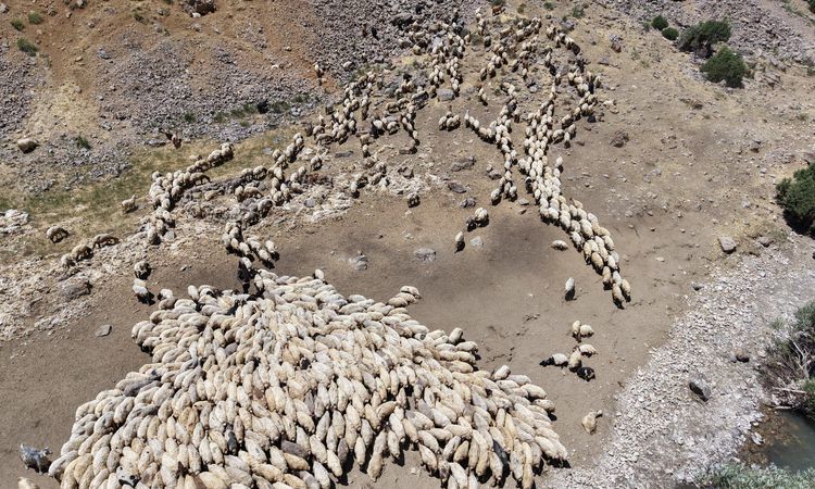 Norduz Sheep Behavior Profiles Being Studied with GPS and Drones