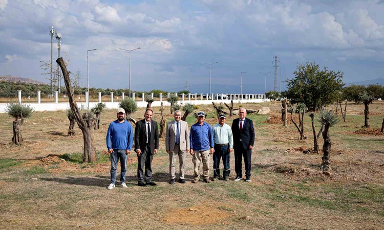 Nysa Antik Kenti’ndeki tarihi zeytin ağaçları ADÜ Merkez Kampüs’e taşındı: Gelişmeler Takip Ediliyor