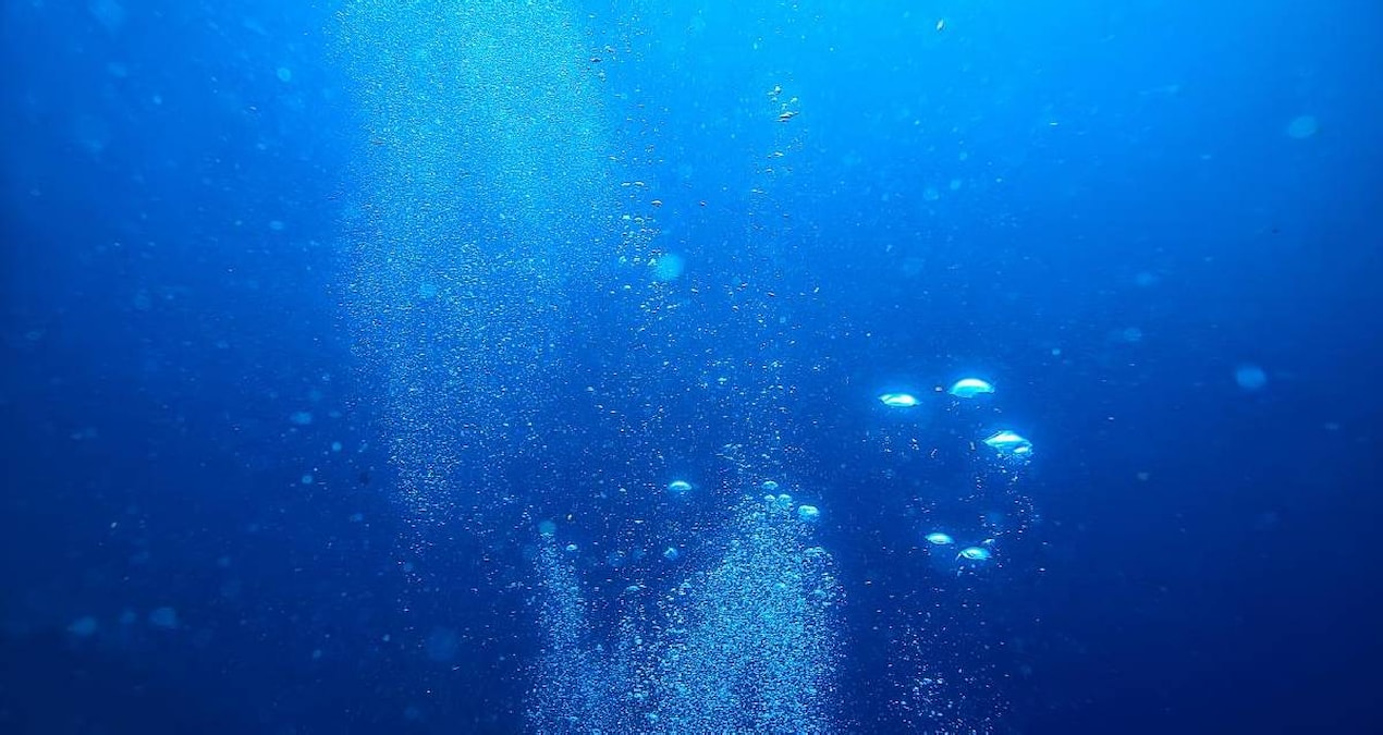 Black eggs surfaced from the depths of the ocean: They are all alive - Last Minute