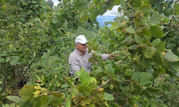 Ordu'da Hayır İçin Camiye Bağışlanan 1 Ton Fındık İmece Usulüyle Toplandı ve Merak Edilenler