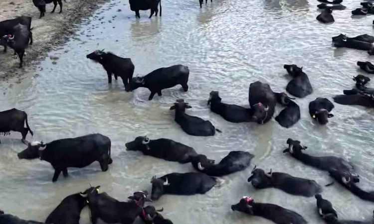 ORKÖY provides buffalo breeding support to 64 families in Kütahya.