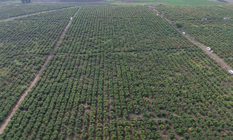 Osmaniye'de 600 dönümlük nar bahçesinde hasat yağışlar nedeniyle gecikti