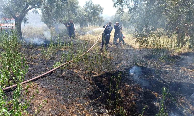 He burned the olive grove while mowing grass - Breaking News