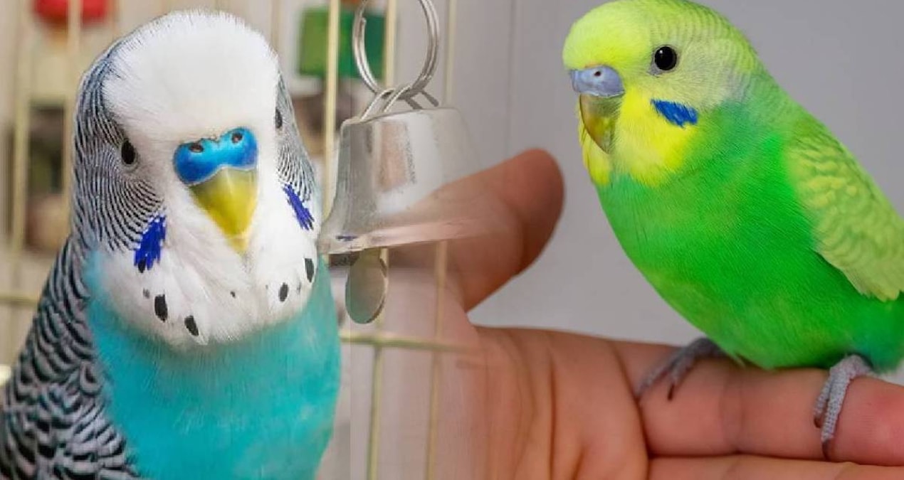 It will leave even parrots behind: It's that simple to make a budgie talk - Breaking News