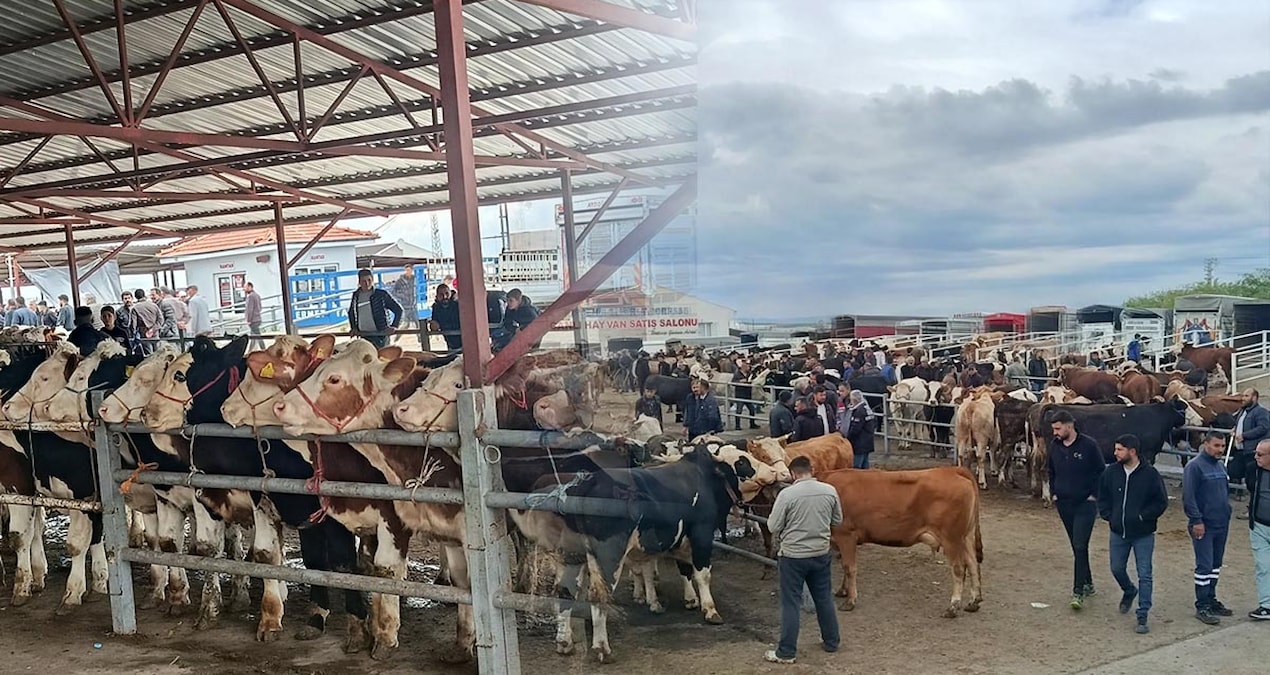 Son Gelişme: Pazarda hareketlilik sürüyor: Dev kurbanlığın fiyatı dudak uçuklattı - Son Dakika Haberleri - Son