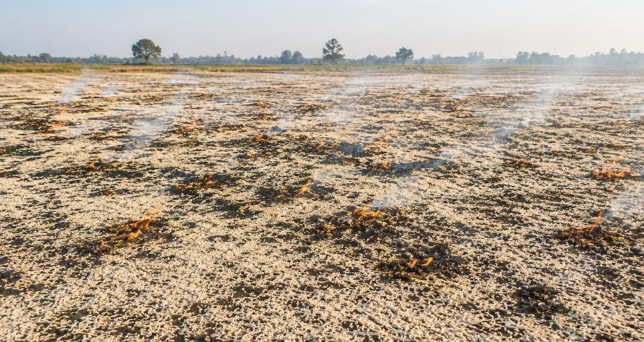 They started burning rice husks and spreading them on the fields - Breaking News