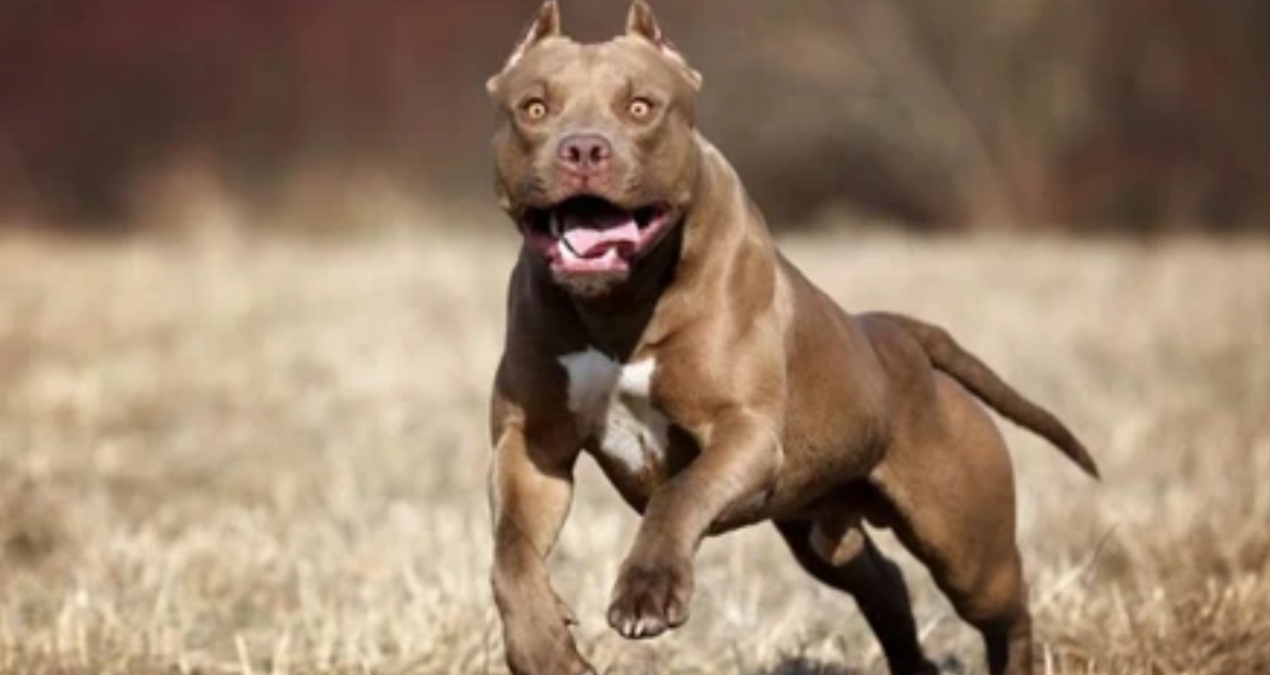 4-year-old girl dies in pitbull attack - Last Minute