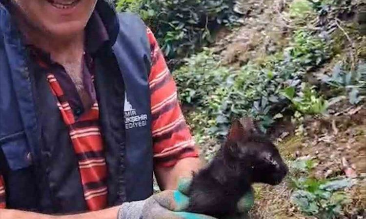 Son Gelişme: Rize’de 4 gündür boru içinde sıkışan kediyi çay üreticileri kurtardı - Son Dakika: Gelişmeler Tak
