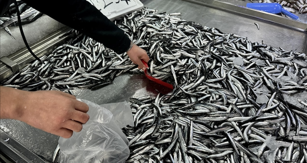 Son Gelişme: Rizeliler bu balığa akın ediyor: Kilosu 100 lira - Haberleri | İşte Tüm Ayrıntılar