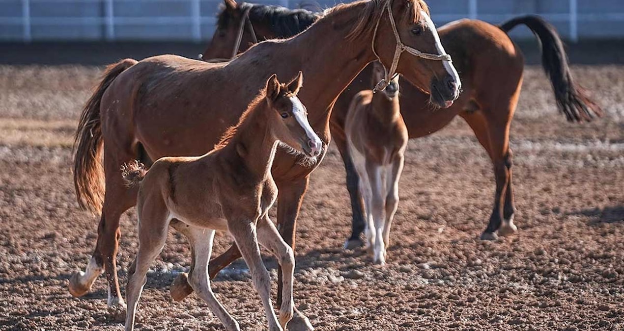 Russians are buying more and more horses - Breaking News