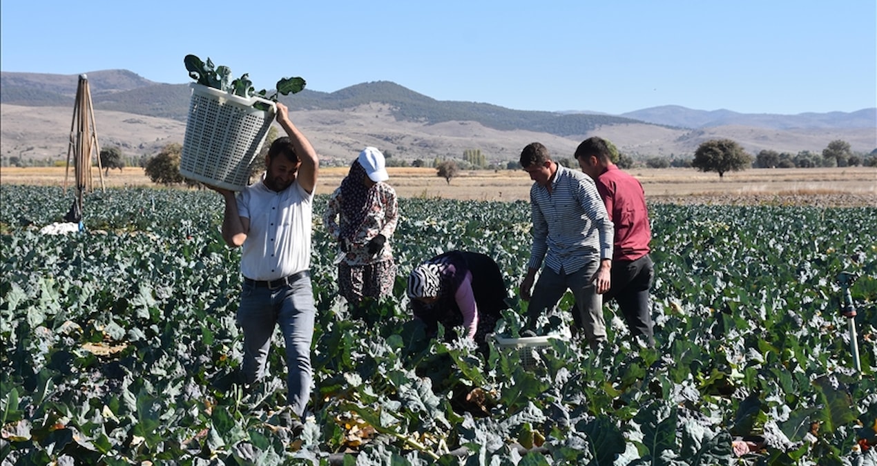 Sıcak Gündem: Rusya ve Polonya’ya kasa kasa gidiyor: Hasat edilen ürünün kilosu 30 lira - Son Dakika Haberleri