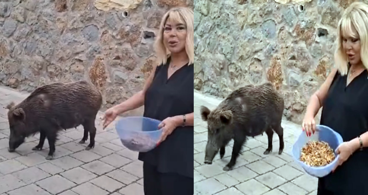 Kritik Açıklama: Safiye Soyman kapısına kadar gelen domuzu cevizle besledi - Son Dakika ve Merak Edilenler