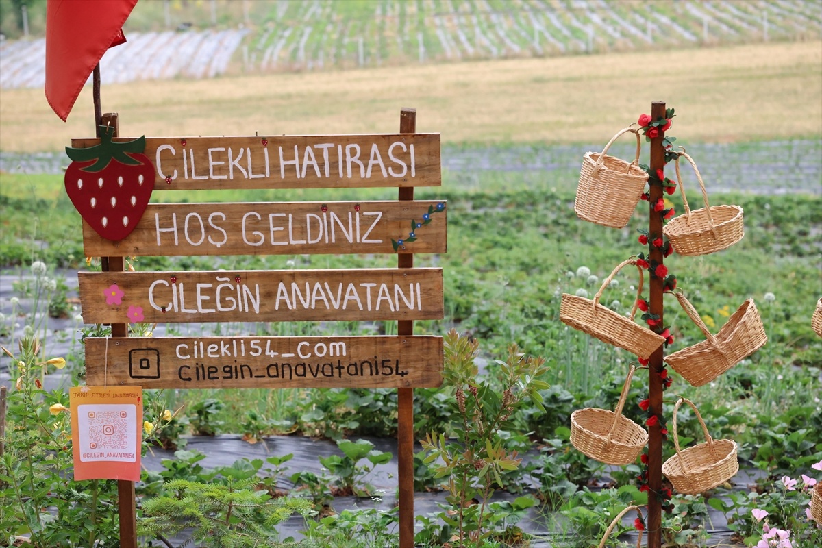 Çilekli Neighborhood in Sakarya offers its visitors the opportunity to pick strawberries from the field - News