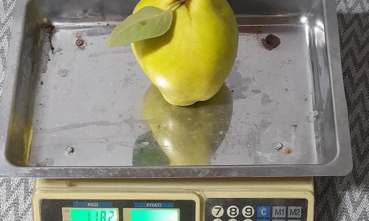Sakarya Geyve'de tek ayva 962 gram geldi, iki ayva 1 kilo 876 gram oldu: Gelişmeler Takip Ediliyor