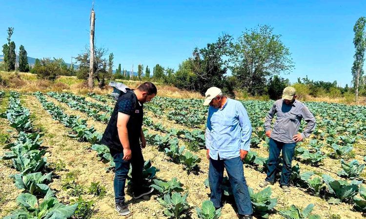 Inspections continue in vegetable production areas - Breaking News