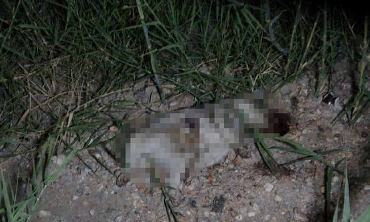 Sıcak Gündem: Alman vatandaşı köpeğe işkence sonrası sınır dışı ediliyor - Son Dakika Bilgileri