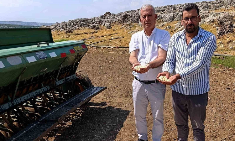 Sıcak Gündem: Araban sarımsağında zambak anaç tohum dönemi başlıyor - Son Dakika Bilgileri