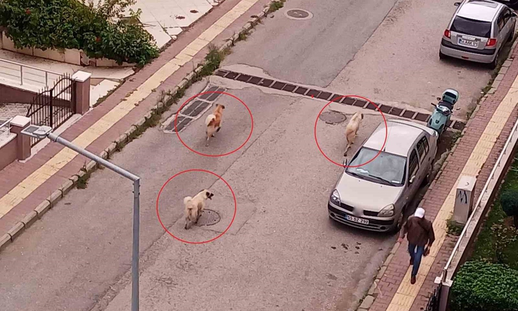 Sıcak Gündem: Atakum’da başıboş köpek tedirginliği - Son Dakika Bilgileri