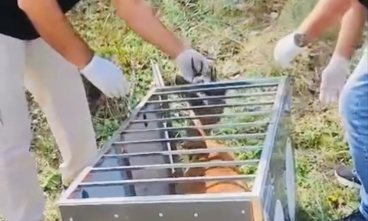 Sıcak Gündem: Bartın'da trafik kazasında yaralanan karaca tedavi edilip doğaya bırakıldı ve Merak Edilenler