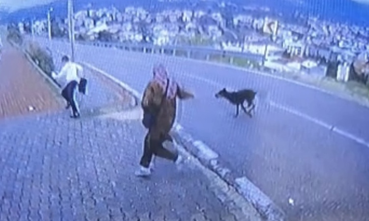 Sıcak Gündem: Bursa Orhangazi'de durakta saldıran köpekten kaçan 11 yaşındaki çocuk bacağını kırdı | İşte Tüm