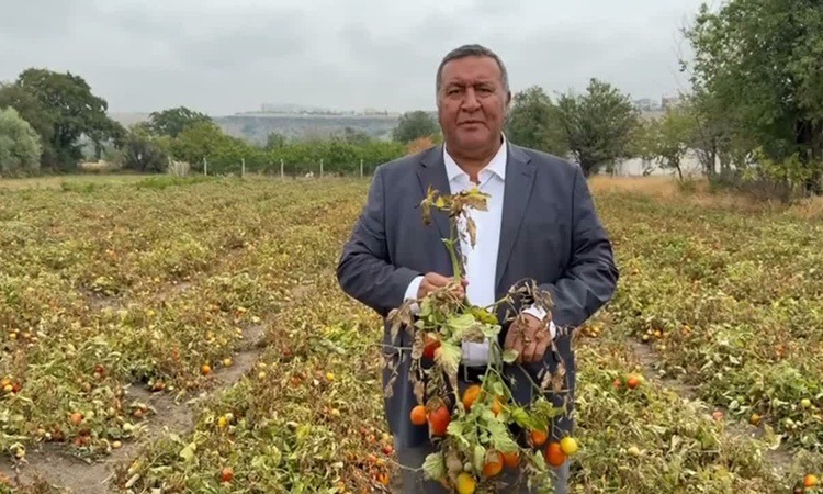Sıcak Gündem: CHP'li Gürer, domates üreticisinin ürününü değerinde satamadığını söyledi: Gelişmeler Takip Edil
